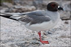 [ Swallow-tailed Gull ]