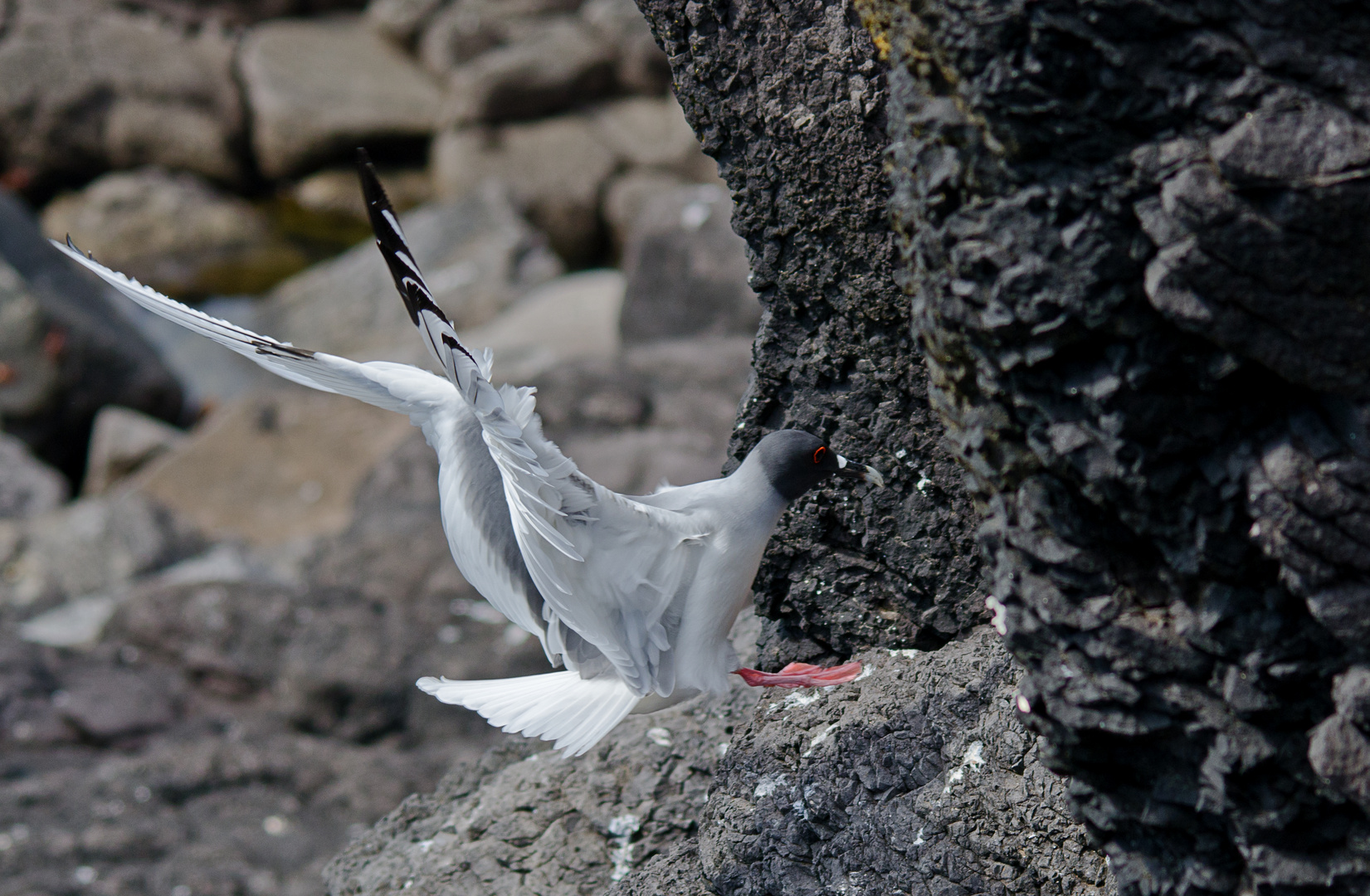 Swallow-Tailed Gull Landing