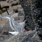Swallow-Tailed Gull Landing