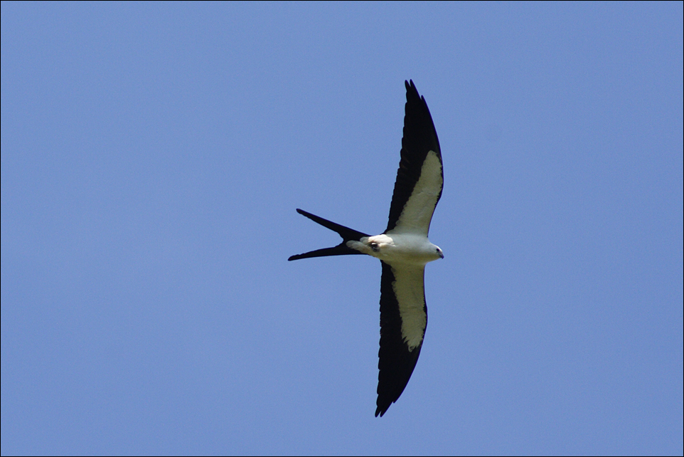 Swallow-tailed Kite