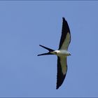 Swallow-tailed Kite