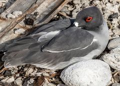 Swallow  tailet Gull.                          0232-2