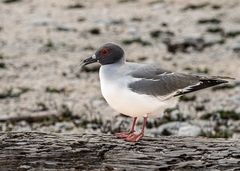 Swallow  tailet Gull.                             DSC_0219-2