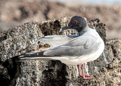 Swallow  tailet Gull.                            DSC_0225-2