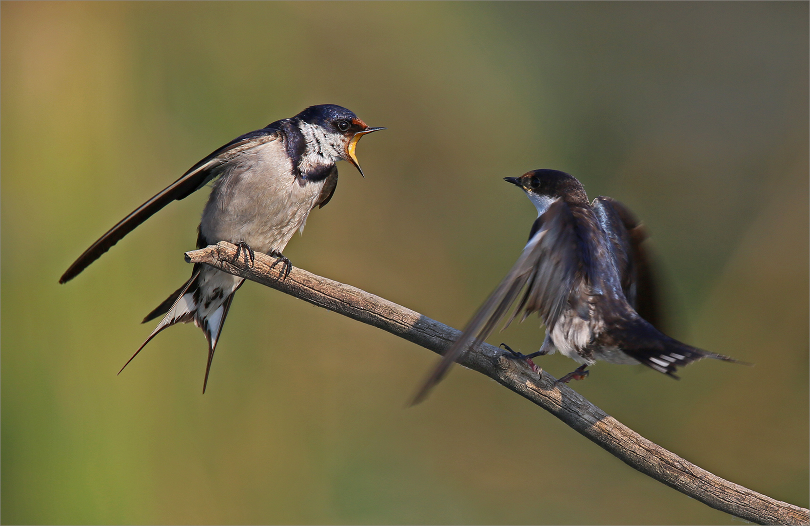 Swallows