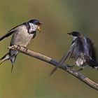 Swallows