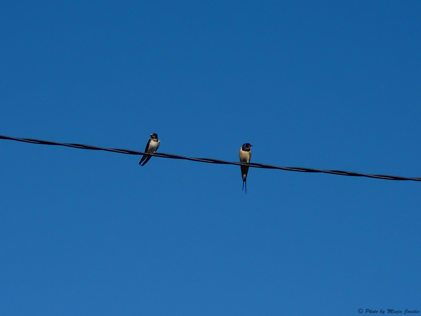 Swallows