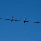 Swallows