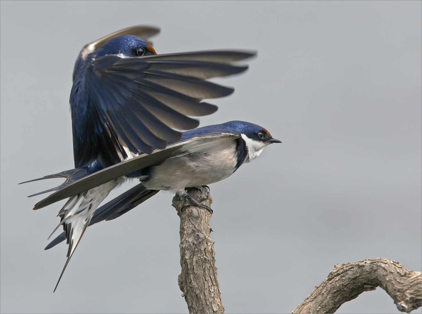 Swallows