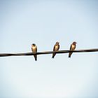 Swallows