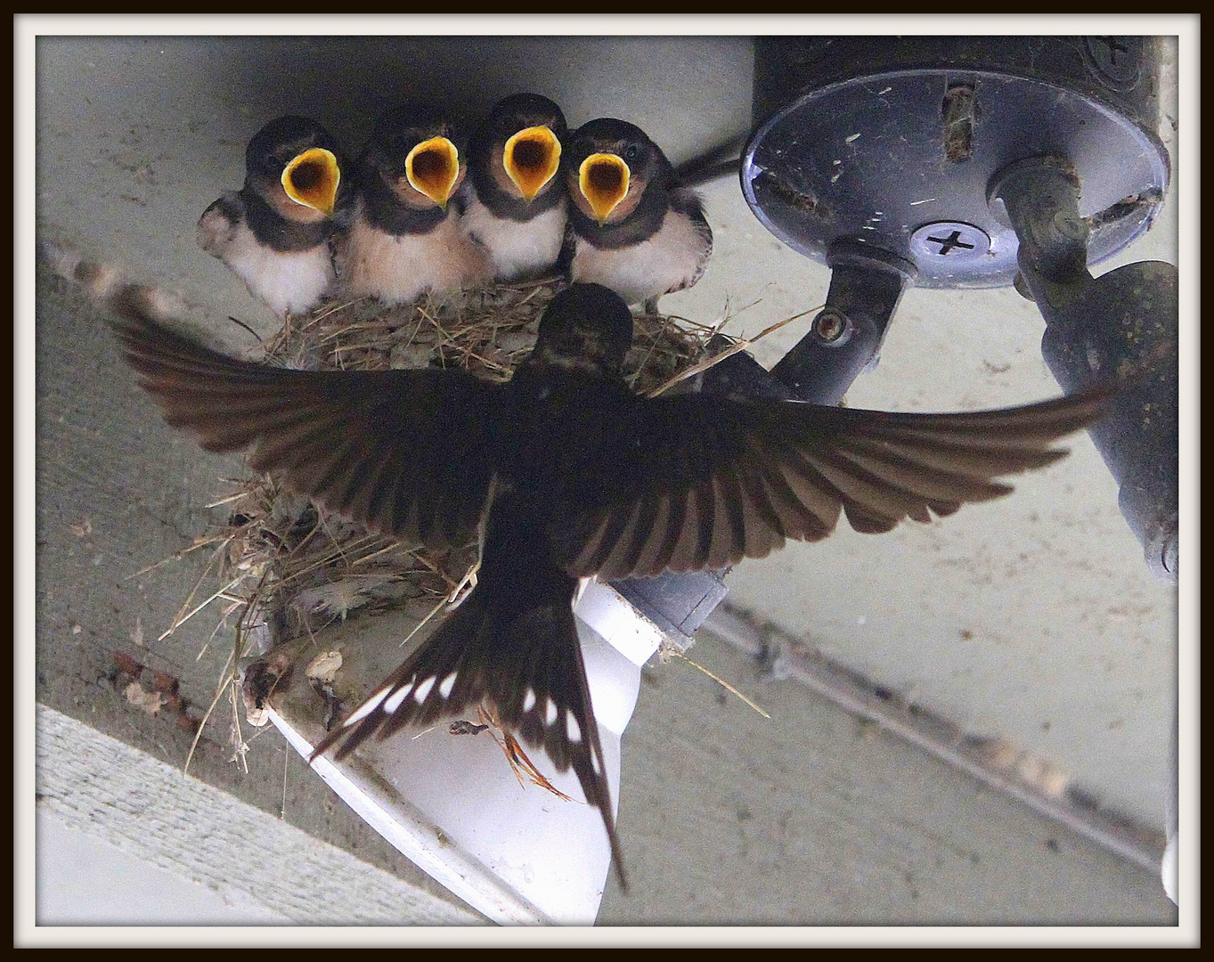 "Swallows Feeding"