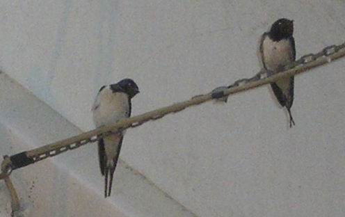 Swallows in the covered Bazaar of Ray-Tehran