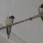 Swallows in the covered Bazaar of Ray-Tehran