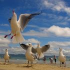 swallows on the beach