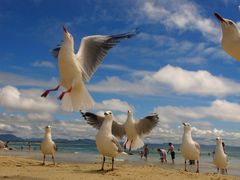 swallows on the beach