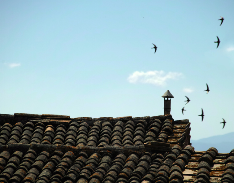 swallows on the roofs in Italy