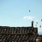 swallows on the roofs in Italy