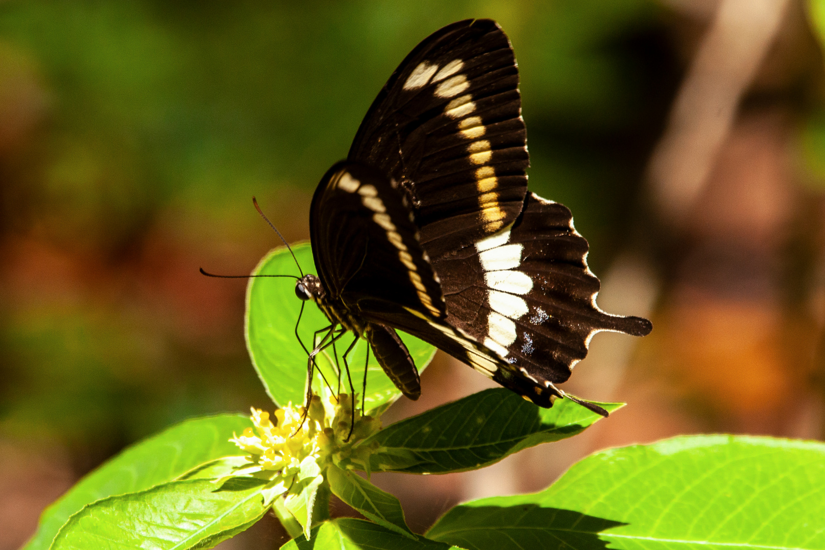 Swallowtail Butterfly