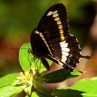 Swallowtail Butterfly