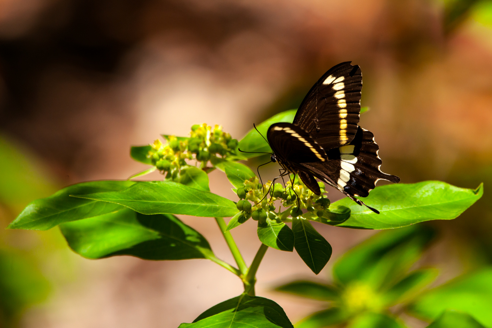 Swallowtail Butterfly