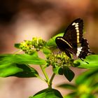 Swallowtail Butterfly