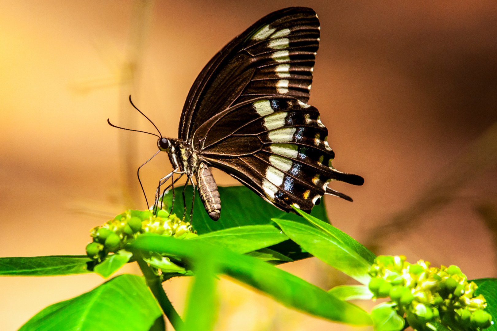 Swallowtail Butterfly