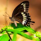 Swallowtail Butterfly