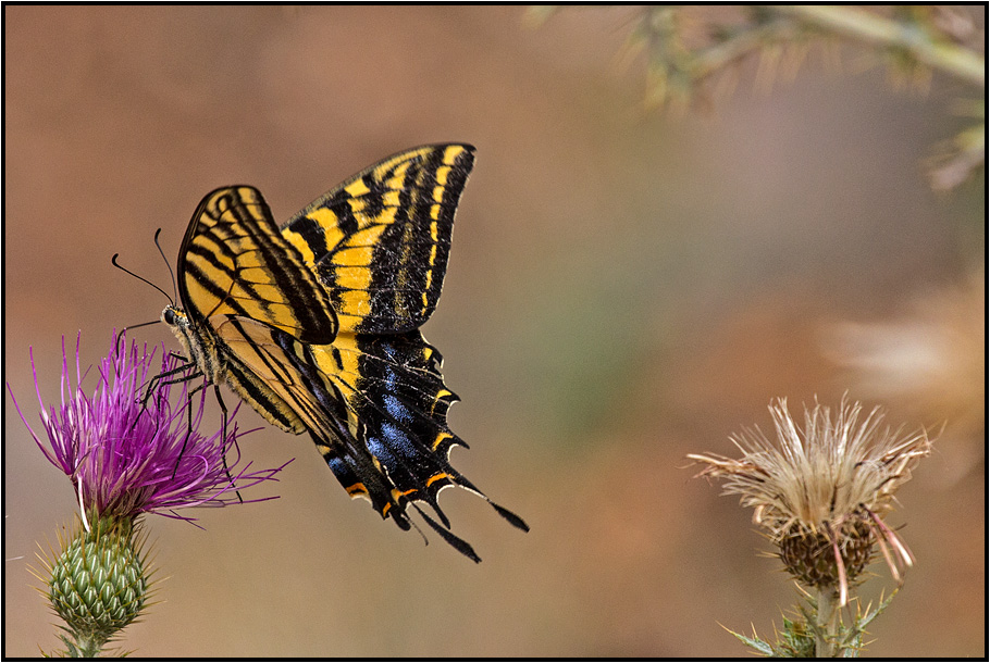 Swallowtail butterfly