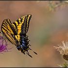 Swallowtail butterfly