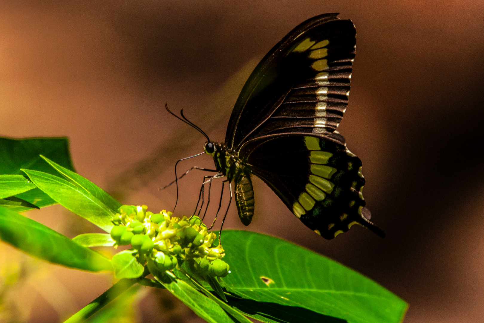 Swallowtail Butterfly