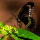 Swallowtail Butterfly