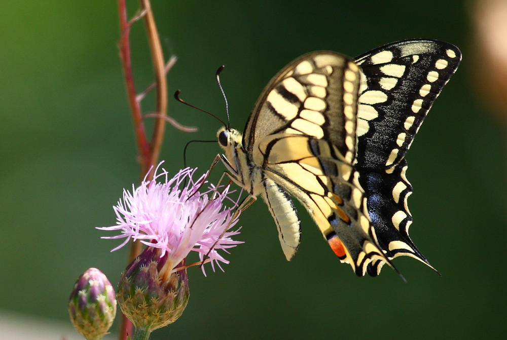 Swallowtail