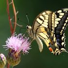 Swallowtail