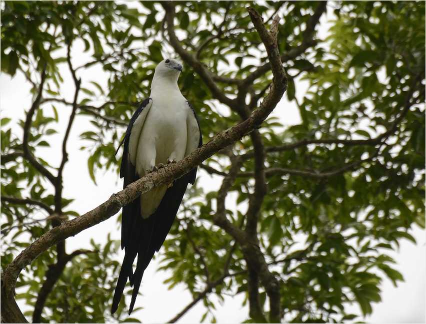 Swallowtail Kite