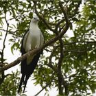 Swallowtail Kite