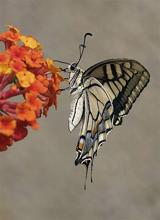 Swallowtail (Tuscany)