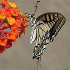 Swallowtail (Tuscany)