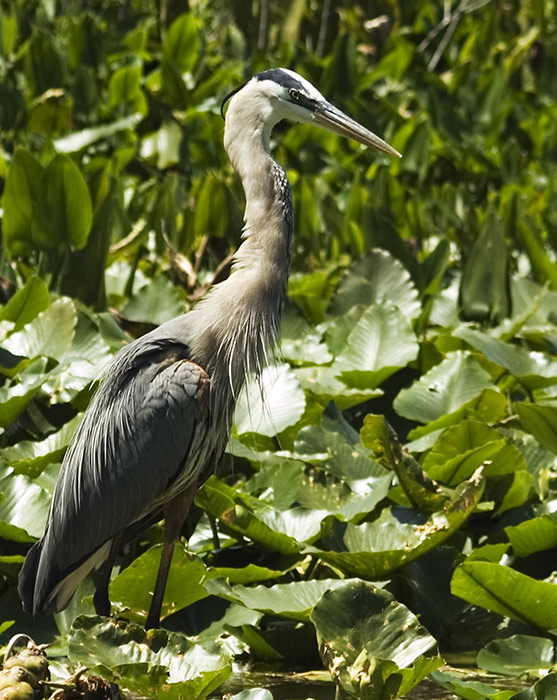 Swamp Bird