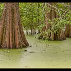 Swamp Cypresses