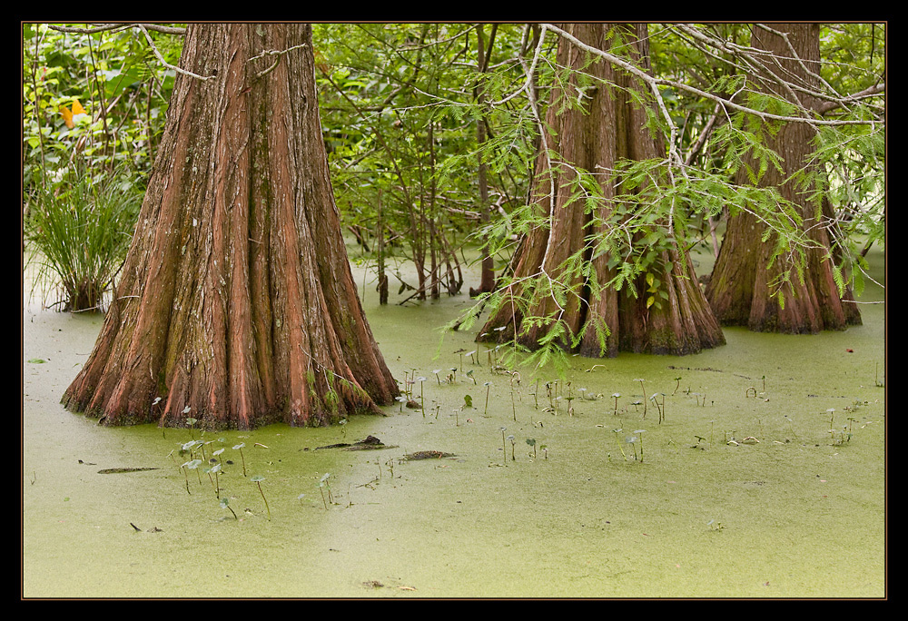 Swamp Cypresses