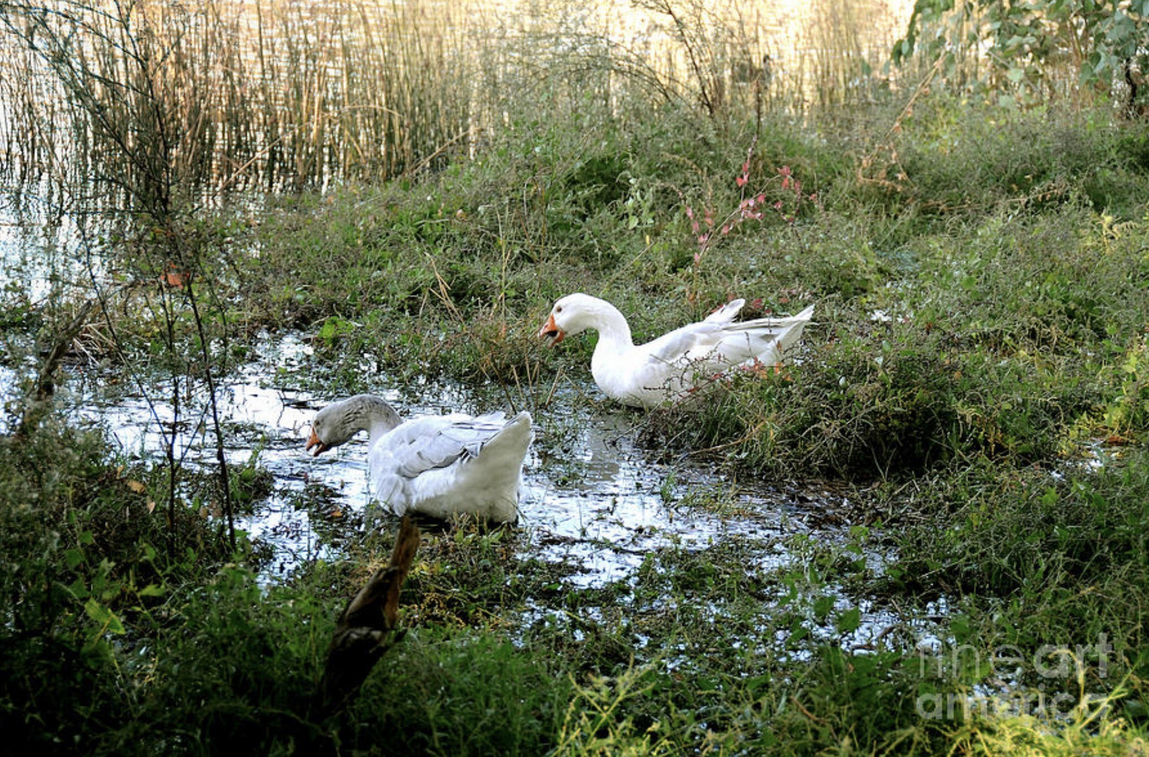 Swamp Ducks. 12 may. 2020