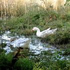 Swamp Ducks. 12 may. 2020