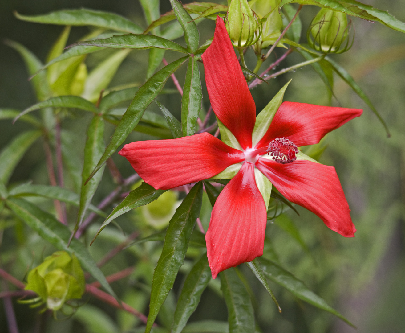 Swamp Flower