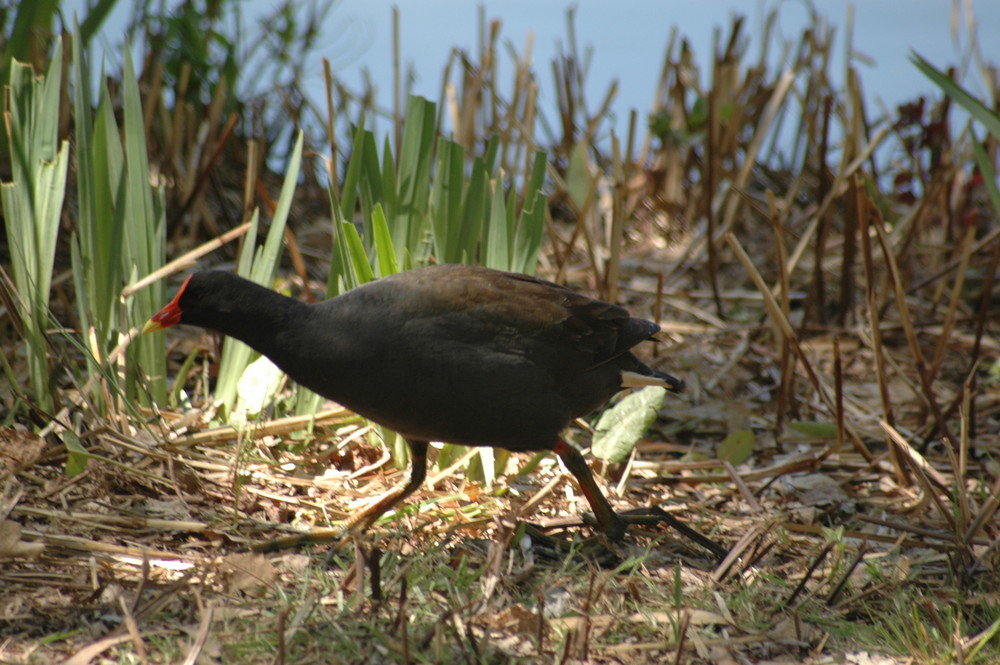 Swamp Hen