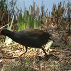 Swamp Hen