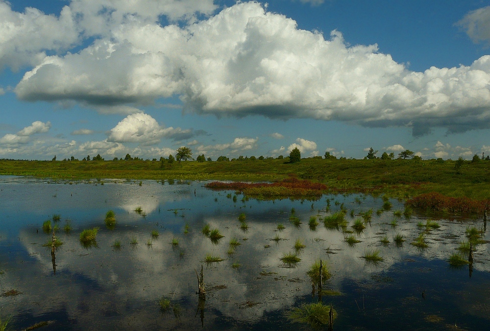 Swamp hike (12)