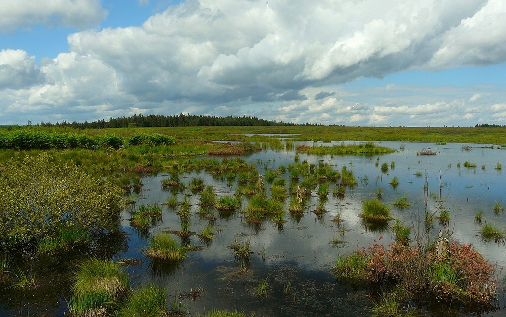 Swamp hike (13)