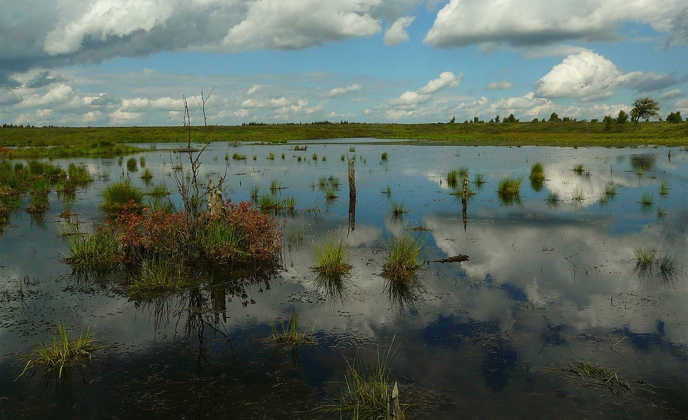 Swamp Hike (18)