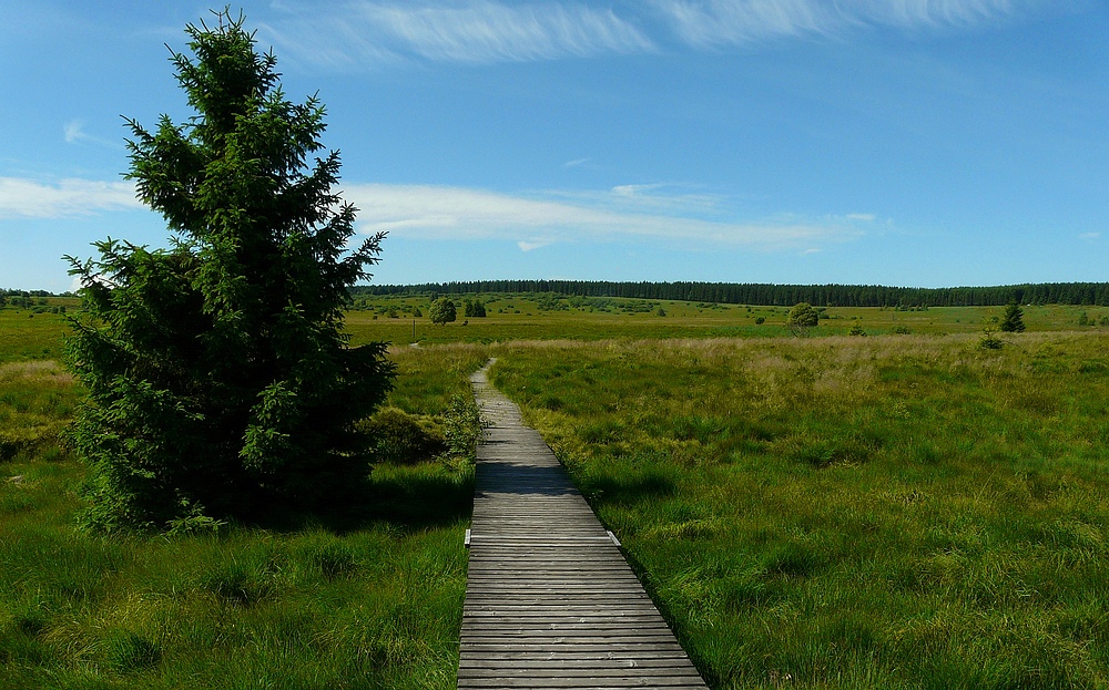 Swamp hike (2)