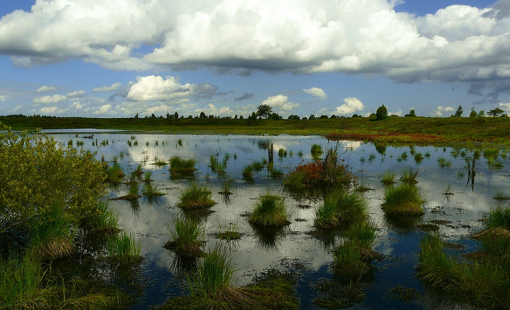 Swamp hike (26)